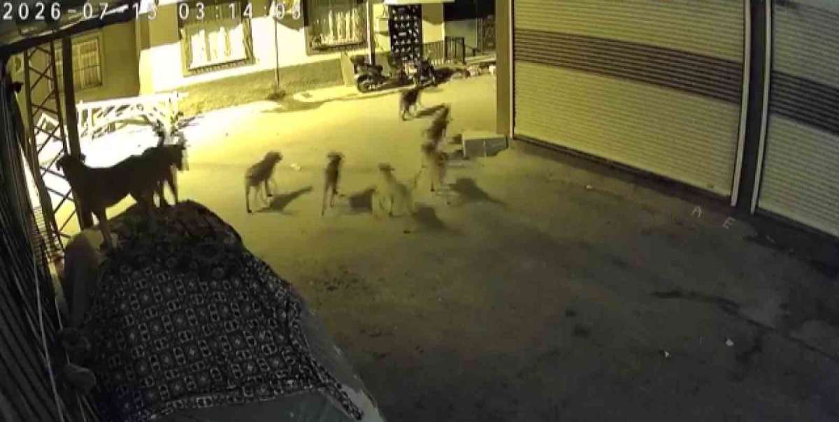 Sürü halindeki köpeklerden korkan kedi, pencere demirine tırmandı
