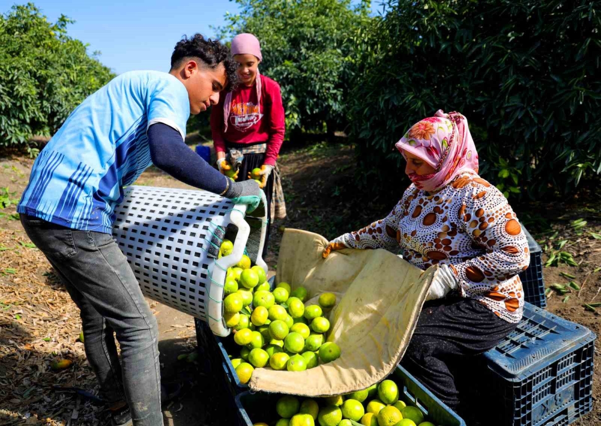 Adana’da mandalina hasadı başladı: Kilogramı dalında 8-10 liradan alıcı buluyor