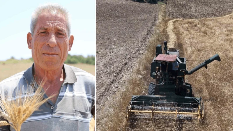 Adana’da ata tohumu karakılçık buğdayı yeniden üretime kazandırıldı

