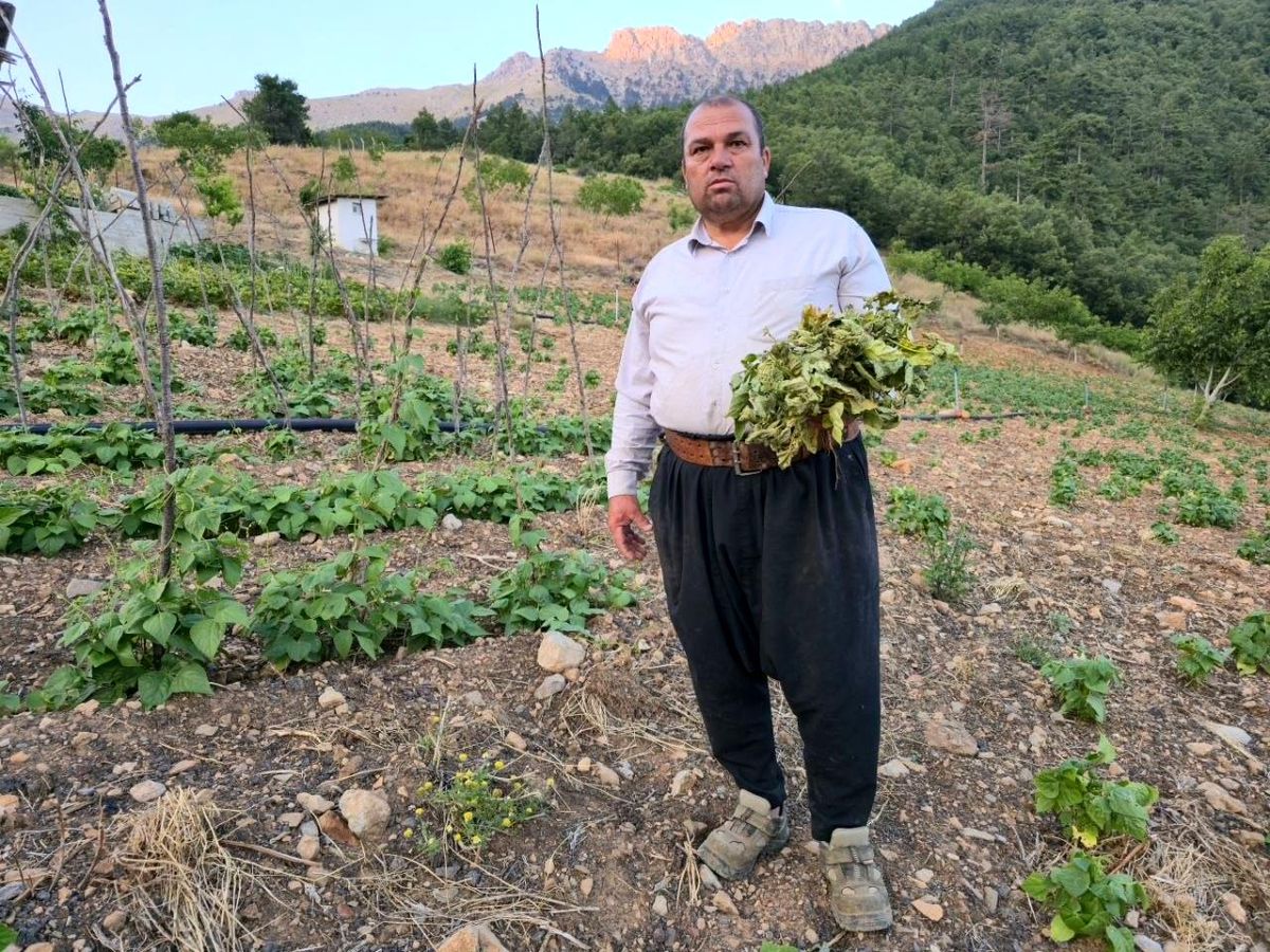 Çekirgeler üreticinin kabusu oldu
