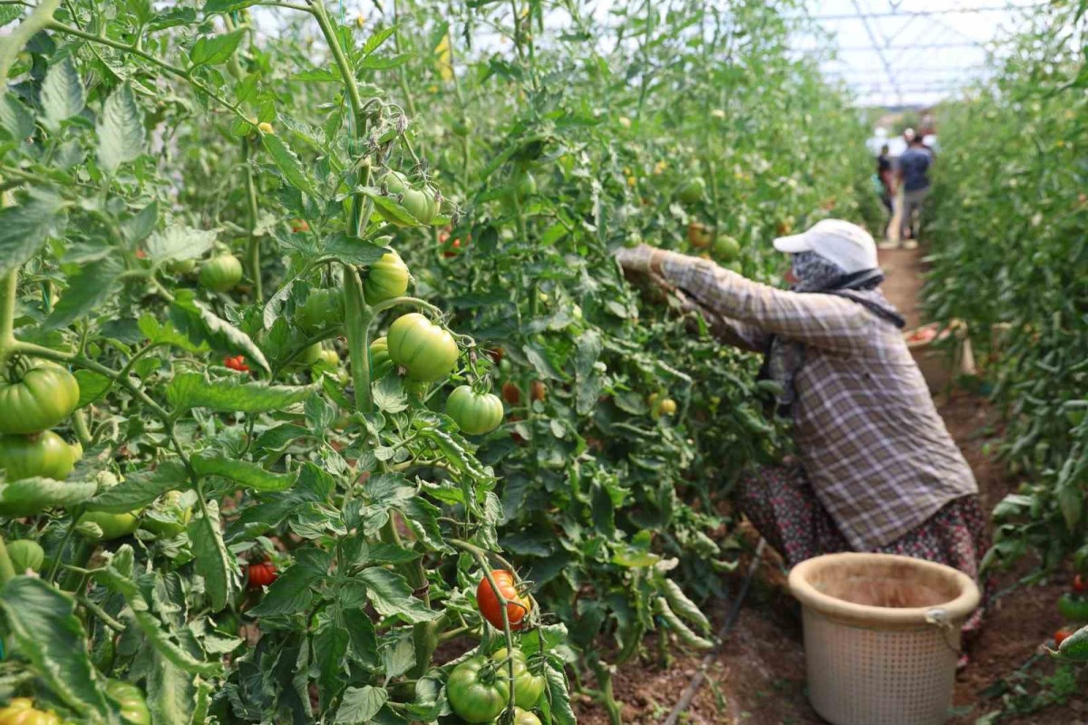 Baba-kız bin 500 rakımda sera kurup domates yetiştirmeye başladılar