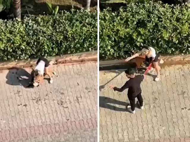 Adana’da kediyi parçalayan pitbullun sahibine 95 bin lira ceza
