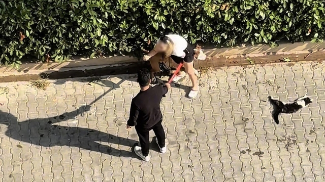 Ağızlıksız gezdirilen Pitbull kediyi parçaladı: Sahibi ’polisi aramayın’ diye yalvardı
