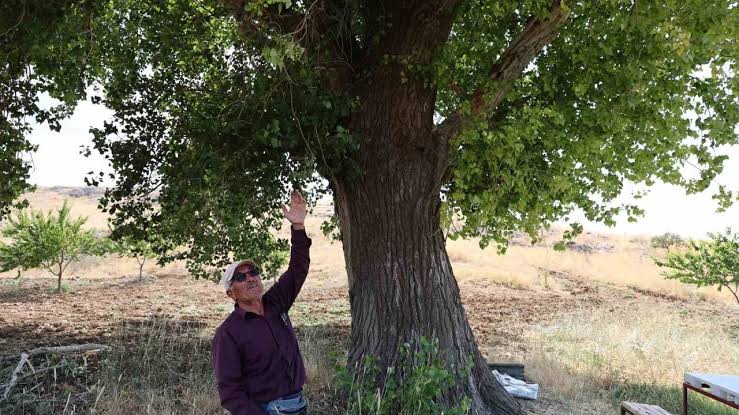 Kahramanmaraş’ta 300 yıllık kavak ağacı
