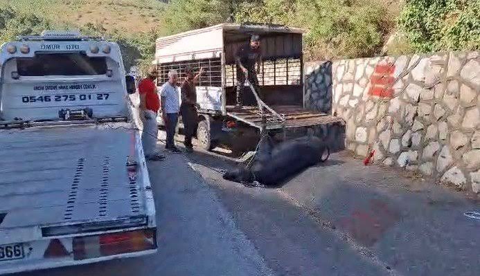 Mersin’de kamyonetten düşen büyükbaş hayvan bayıltılarak götürüldü

