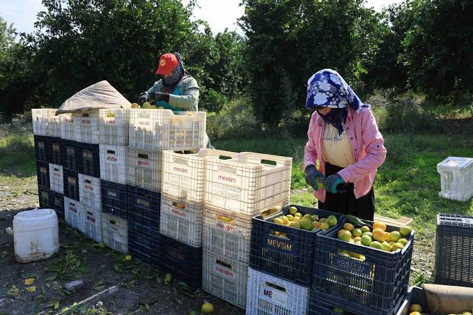 Mandalinanın kilogramı 3 liraya kadar geriledi
